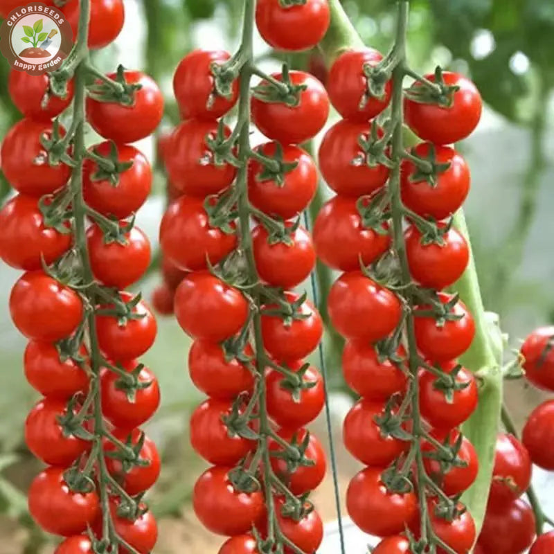 Waterfall Tomatoes Seeds-High Yield-unitmotor™
