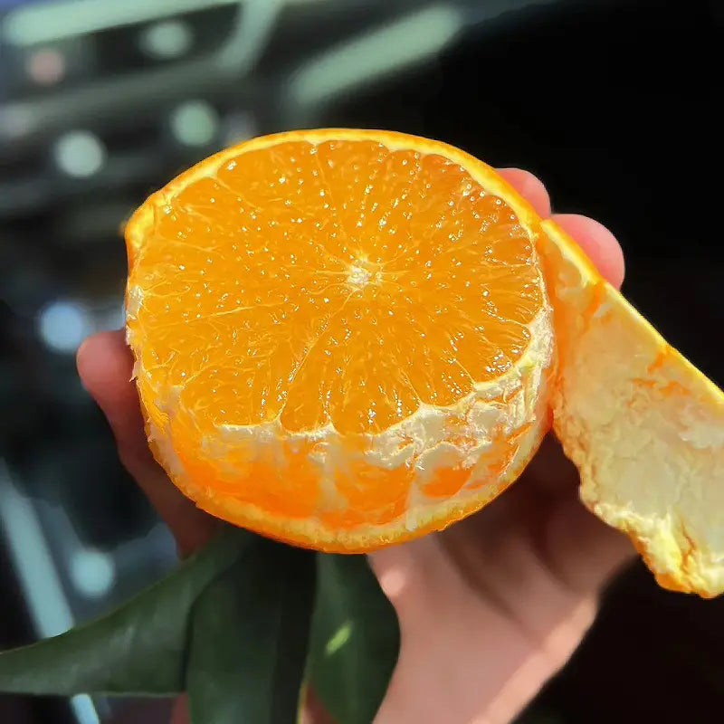 Jelly Orange Seeds🍊