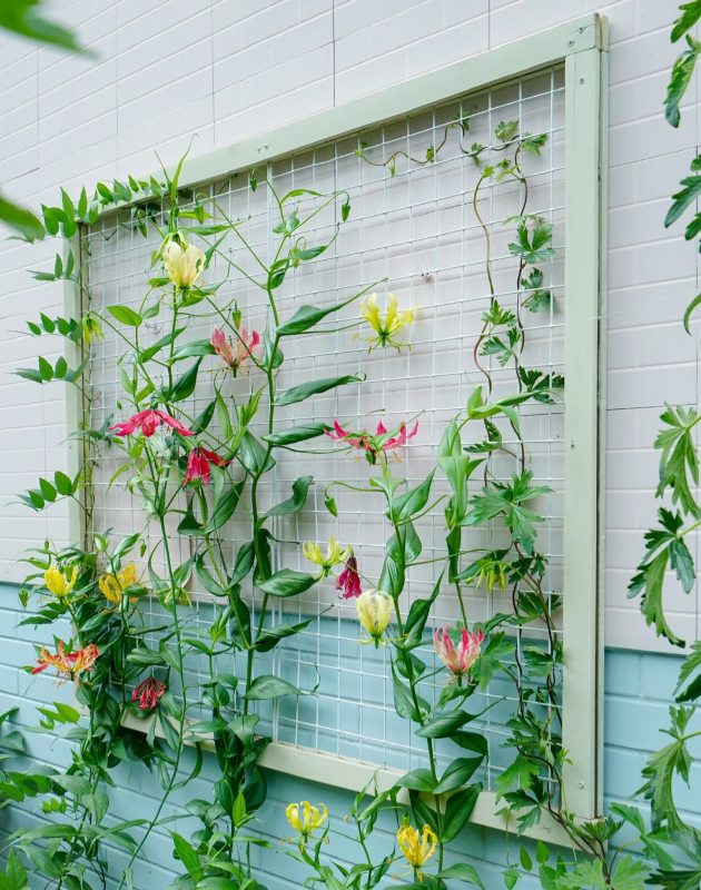 💐Gloriosa Lily—Life Never Dies, Passion Never Dies