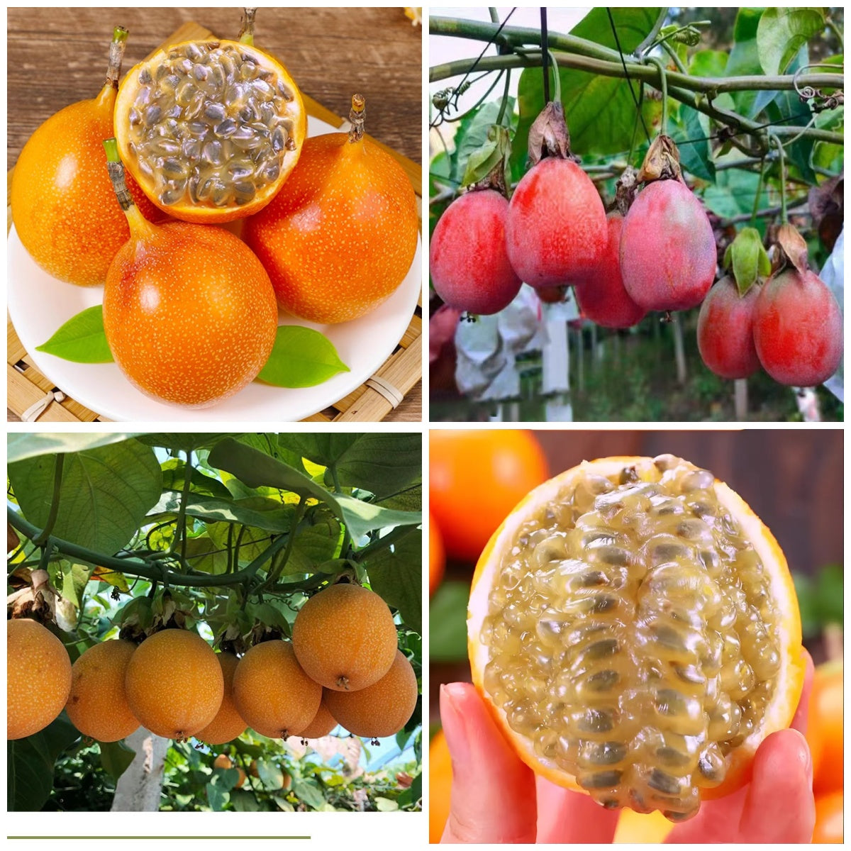 Colombian Passion Fruit - Love Fruit Seeds
