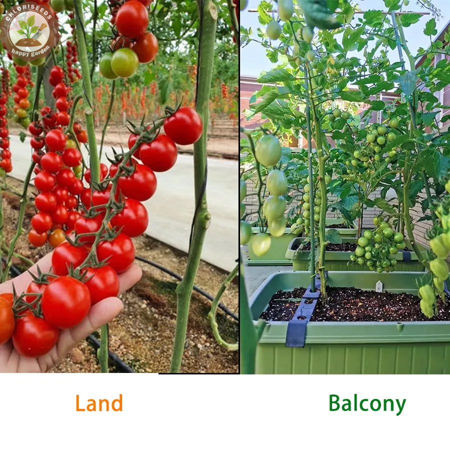 Waterfall Tomatoes Seeds-High Yield-unitmotor™