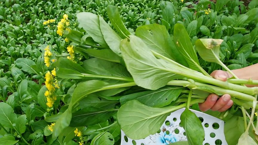 1000Pcs-Four-Nine Choy Sum Seeds-unitmotor™