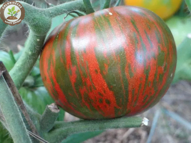 Waterfall Tomatoes Seeds-High Yield-unitmotor™