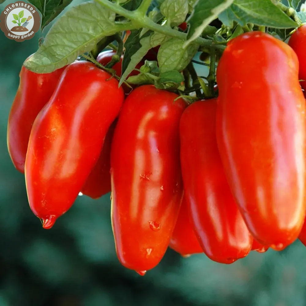 Waterfall Tomatoes Seeds-High Yield-unitmotor™
