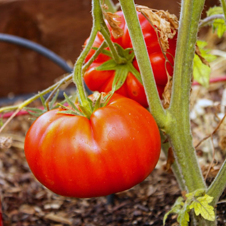 Giant Delicious Tomato / Up to 2kg (20 Seeds a Pack)-unitmotor™