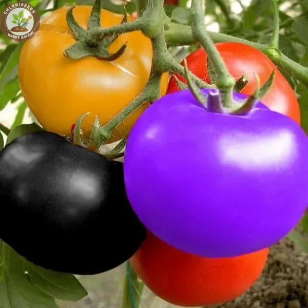 Waterfall Tomatoes Seeds-High Yield-unitmotor™