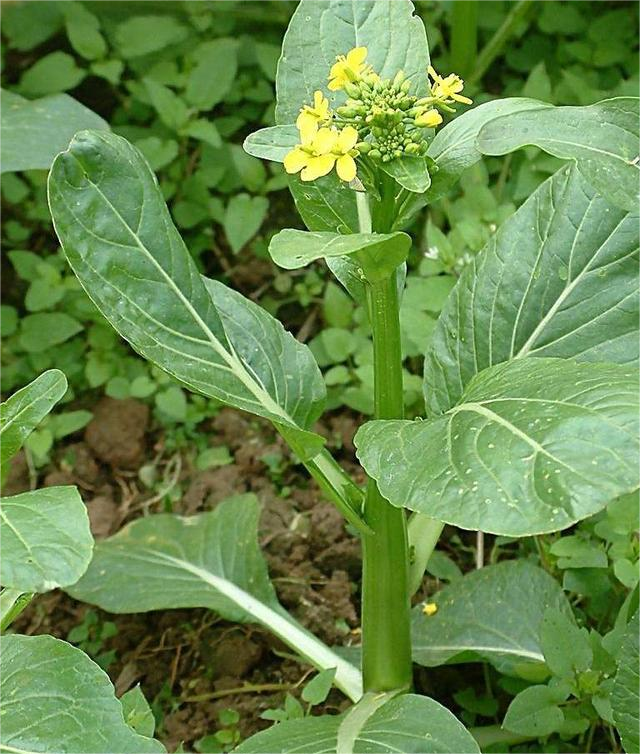 1000Pcs-Four-Nine Choy Sum Seeds-unitmotor™