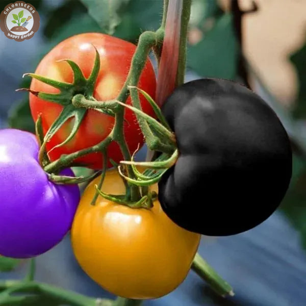 Waterfall Tomatoes Seeds-High Yield-unitmotor™