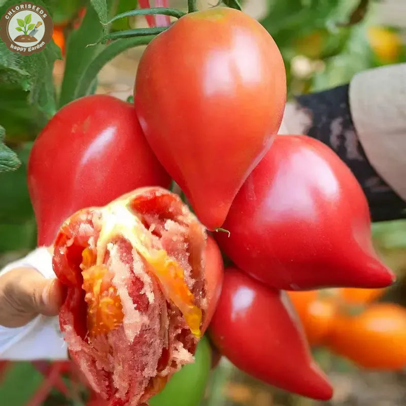 Waterfall Tomatoes Seeds-High Yield-unitmotor™