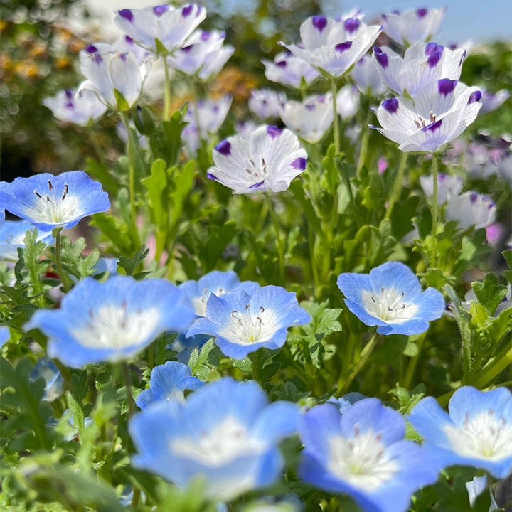 đBaby-Blue-Eyes SeedsâSky Color-unitmotorâ˘