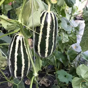 Honey Rock Melon Seeds Muskmelon Seeds-unitmotor™