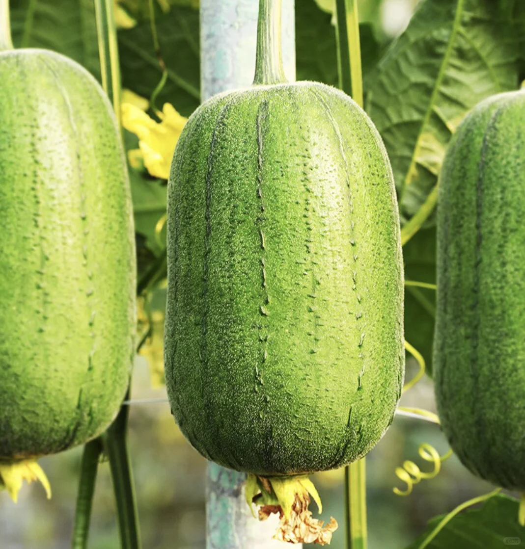 Apple Luffa Seeds-unitmotor™