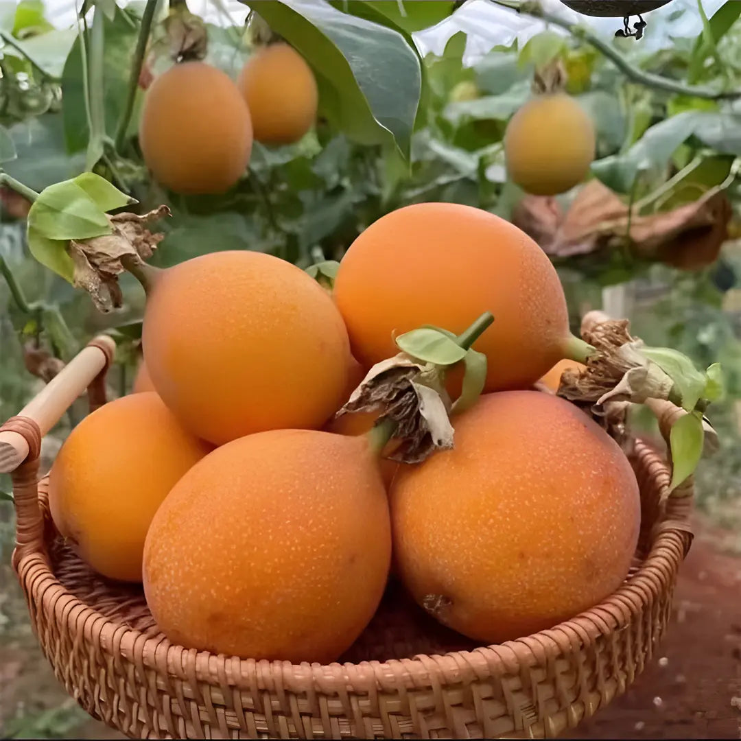 Colombian Passion Fruit - Love Fruit Seeds