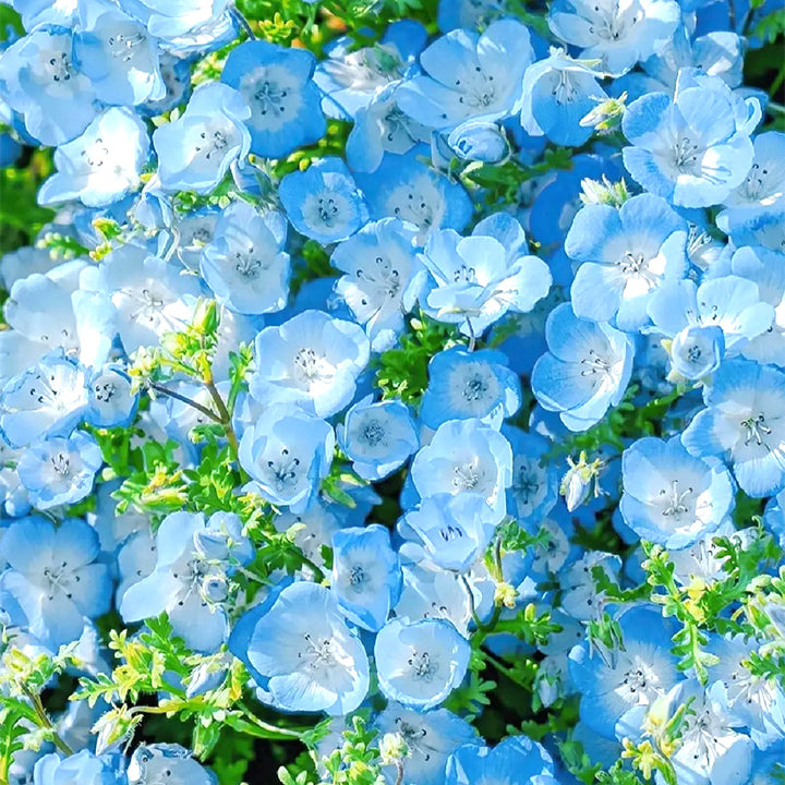 đBaby-Blue-Eyes SeedsâSky Color-unitmotorâ˘