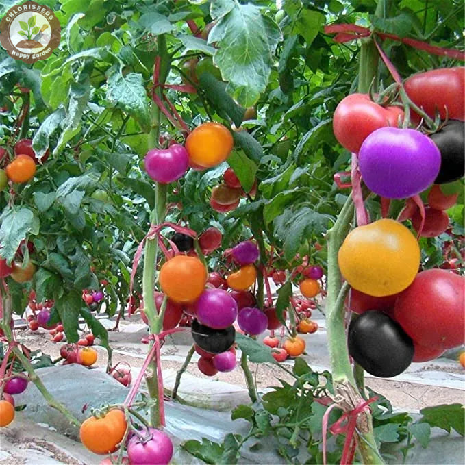 Waterfall Tomatoes Seeds-High Yield-unitmotor™