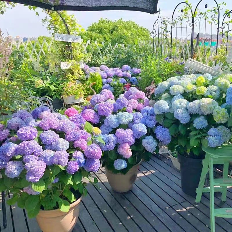 Outdoor Artificial Hydrangea Flowers💐