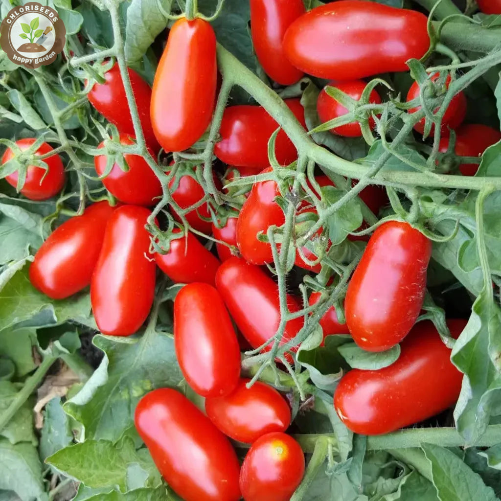 Waterfall Tomatoes Seeds-High Yield-unitmotor™