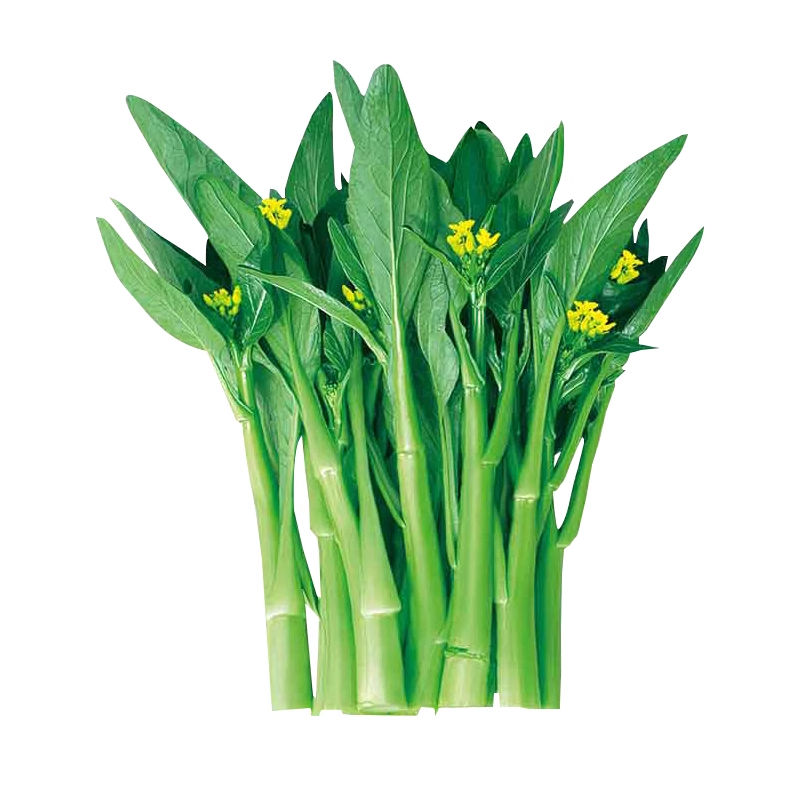 1000Pcs-Four-Nine Choy Sum Seeds-unitmotor™