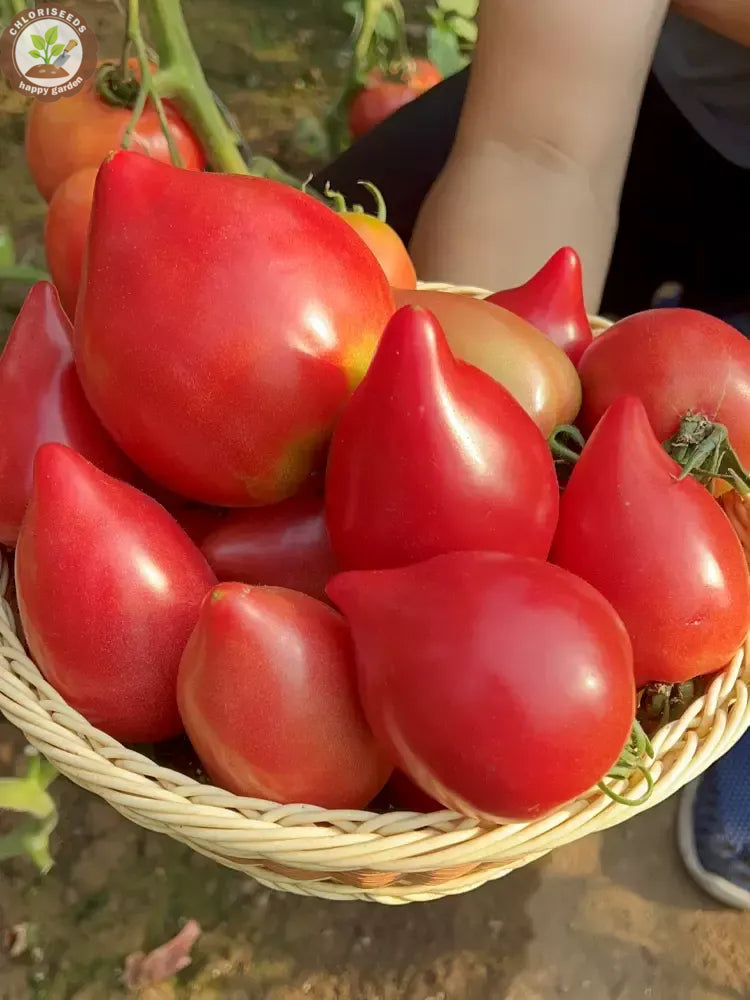 Waterfall Tomatoes Seeds-High Yield-unitmotor™