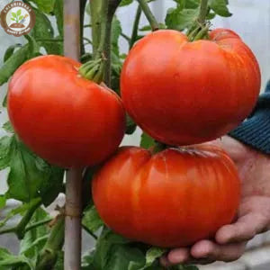 Waterfall Tomatoes Seeds-High Yield-unitmotor™