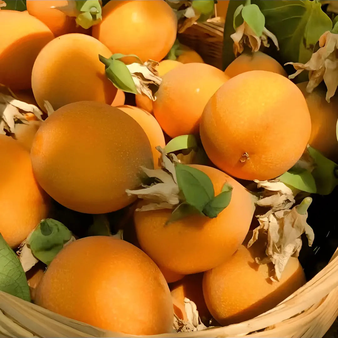 Colombian Passion Fruit - Love Fruit Seeds