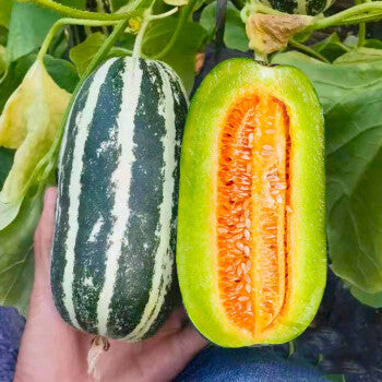 Honey Rock Melon Seeds Muskmelon Seeds-unitmotor™