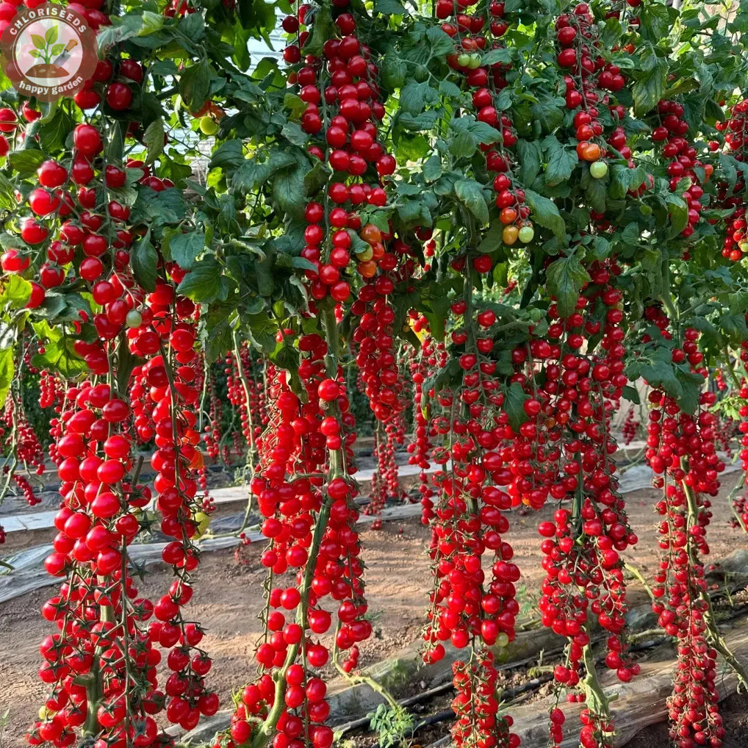 Waterfall Tomatoes Seeds-High Yield-unitmotor™