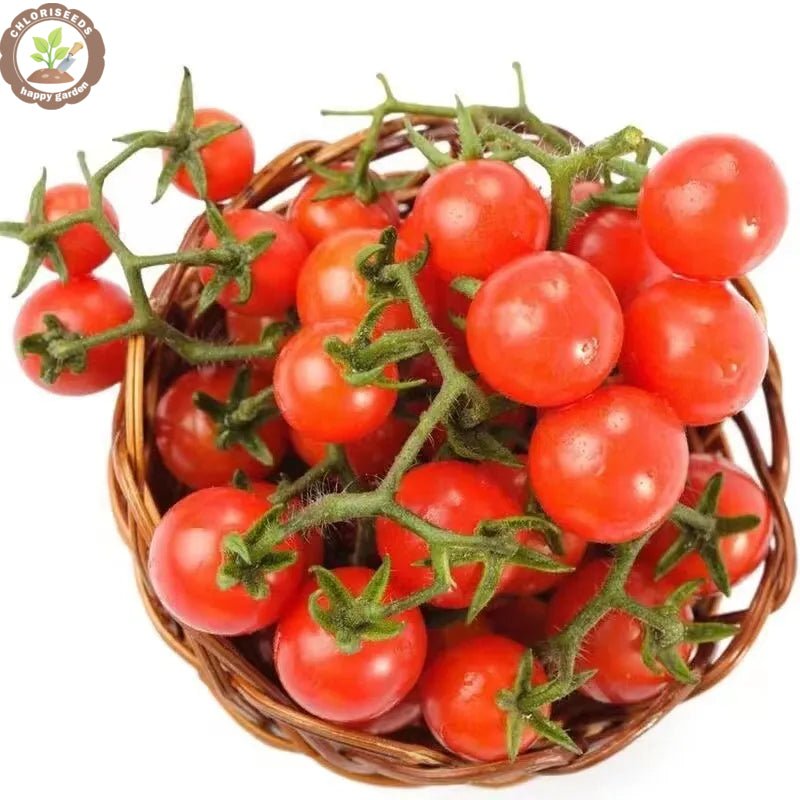 Waterfall Tomatoes Seeds-High Yield-unitmotor™
