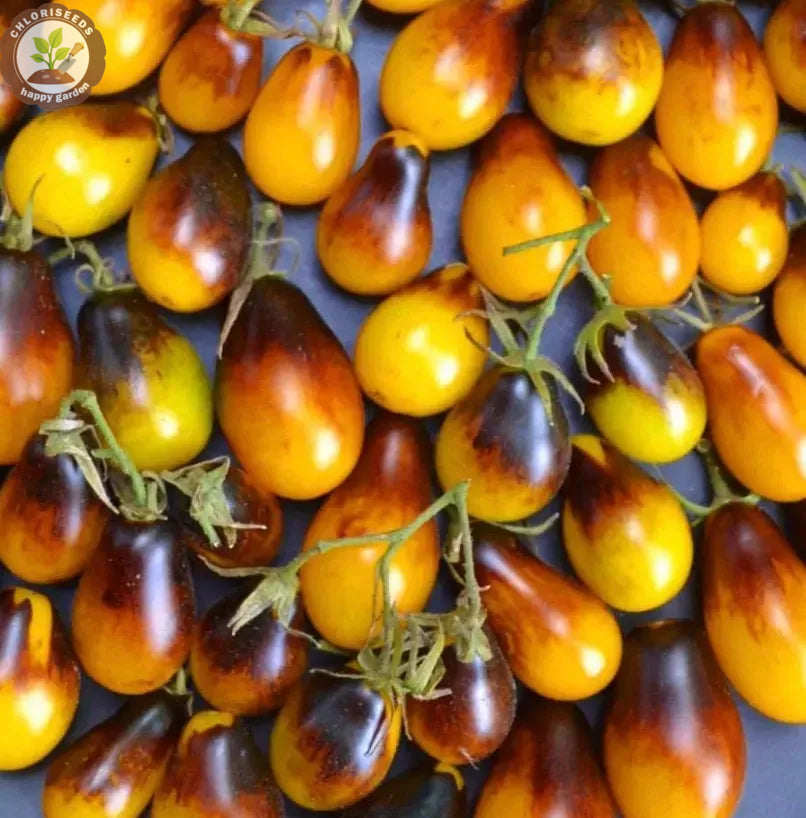 Waterfall Tomatoes Seeds-High Yield-unitmotor™