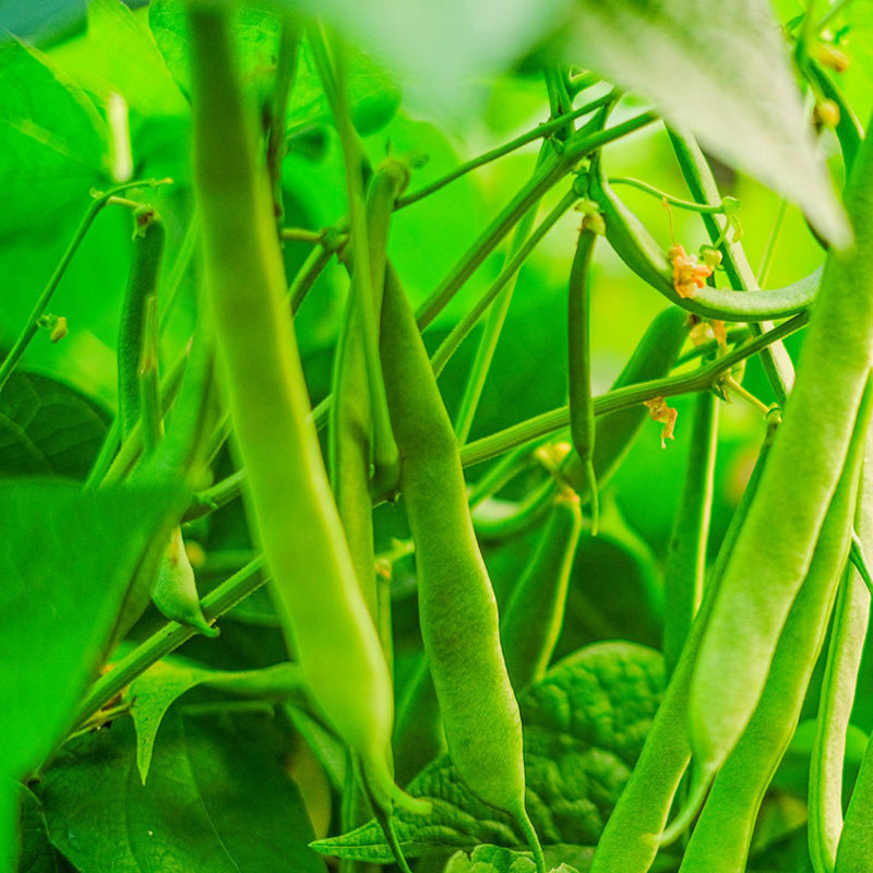 Bush Beans🫛Seeds (High Yield)