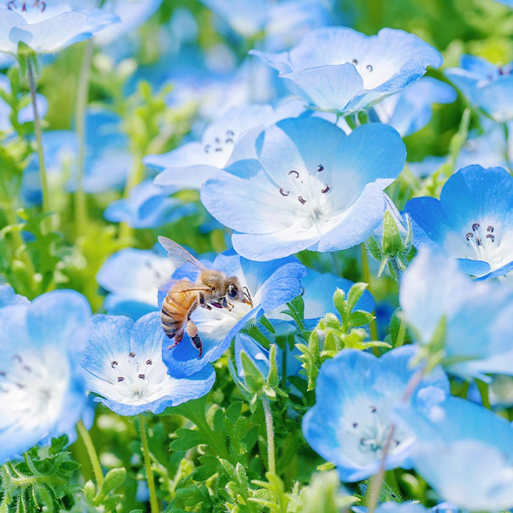 đBaby-Blue-Eyes SeedsâSky Color-unitmotorâ˘
