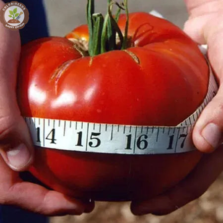 Waterfall Tomatoes Seeds-High Yield-unitmotor™