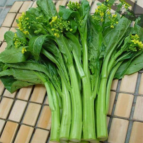 1000Pcs-Four-Nine Choy Sum Seeds-unitmotor™