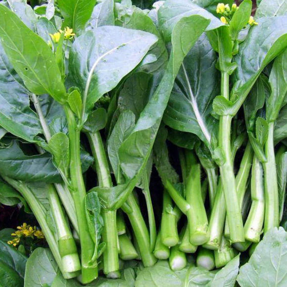 1000Pcs-Four-Nine Choy Sum Seeds-unitmotor™