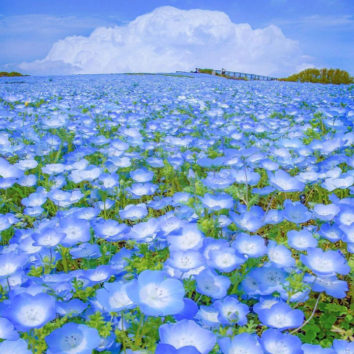 đBaby-Blue-Eyes SeedsâSky Color-unitmotorâ˘