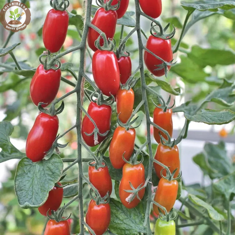 Waterfall Tomatoes Seeds-High Yield-unitmotor™