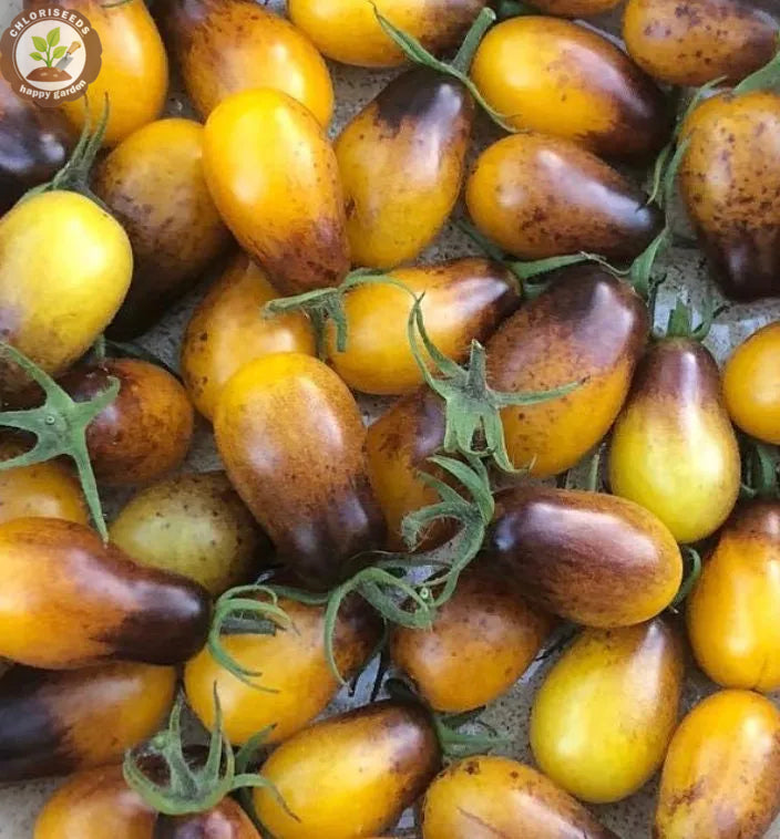 Waterfall Tomatoes Seeds-High Yield-unitmotor™