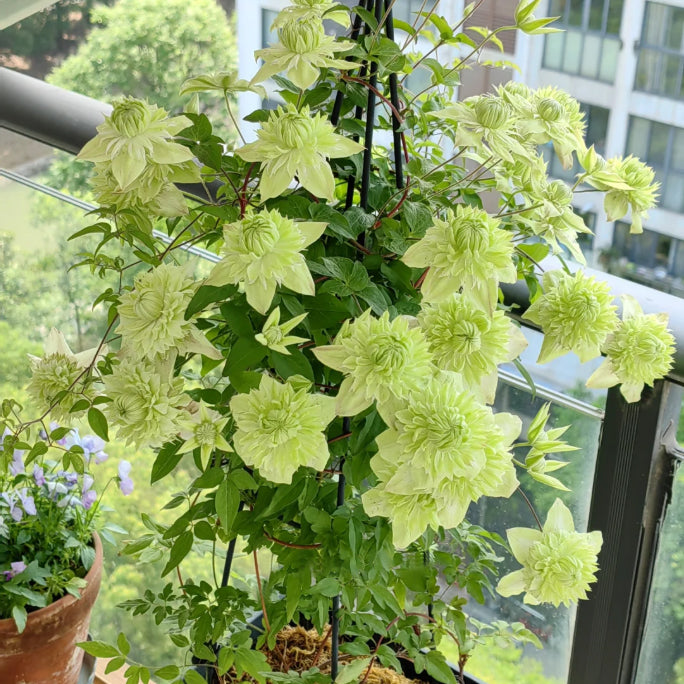 🌸Queen of Vines - Climbing Clematis Seeds