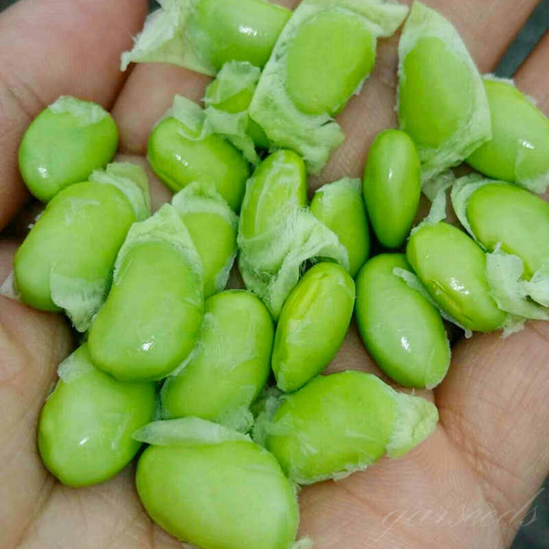 Dwarf Edamame🫛Seeds (High Yield)