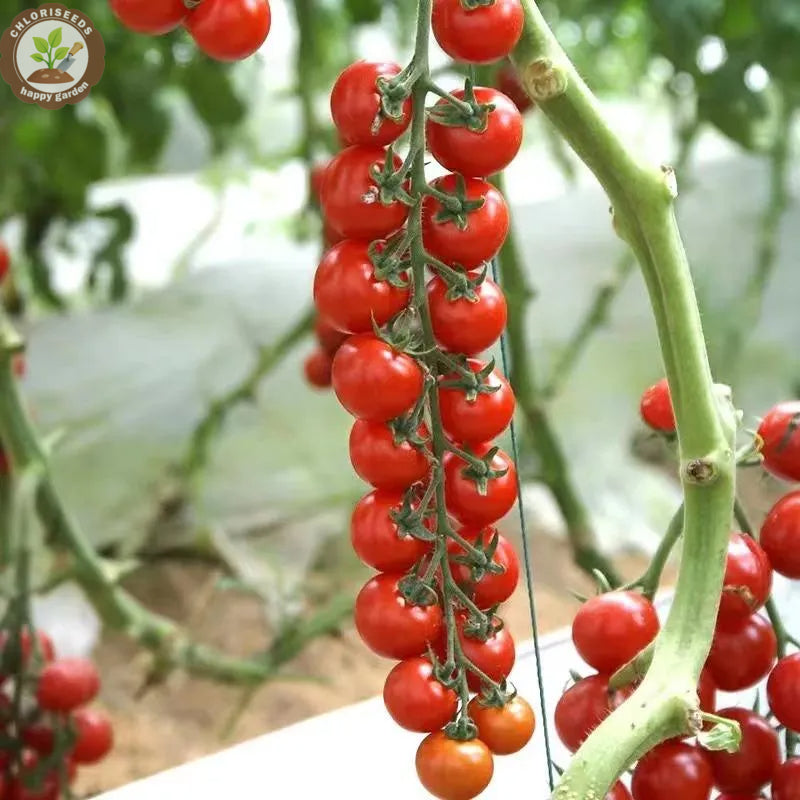 Waterfall Tomatoes Seeds-High Yield-unitmotor™