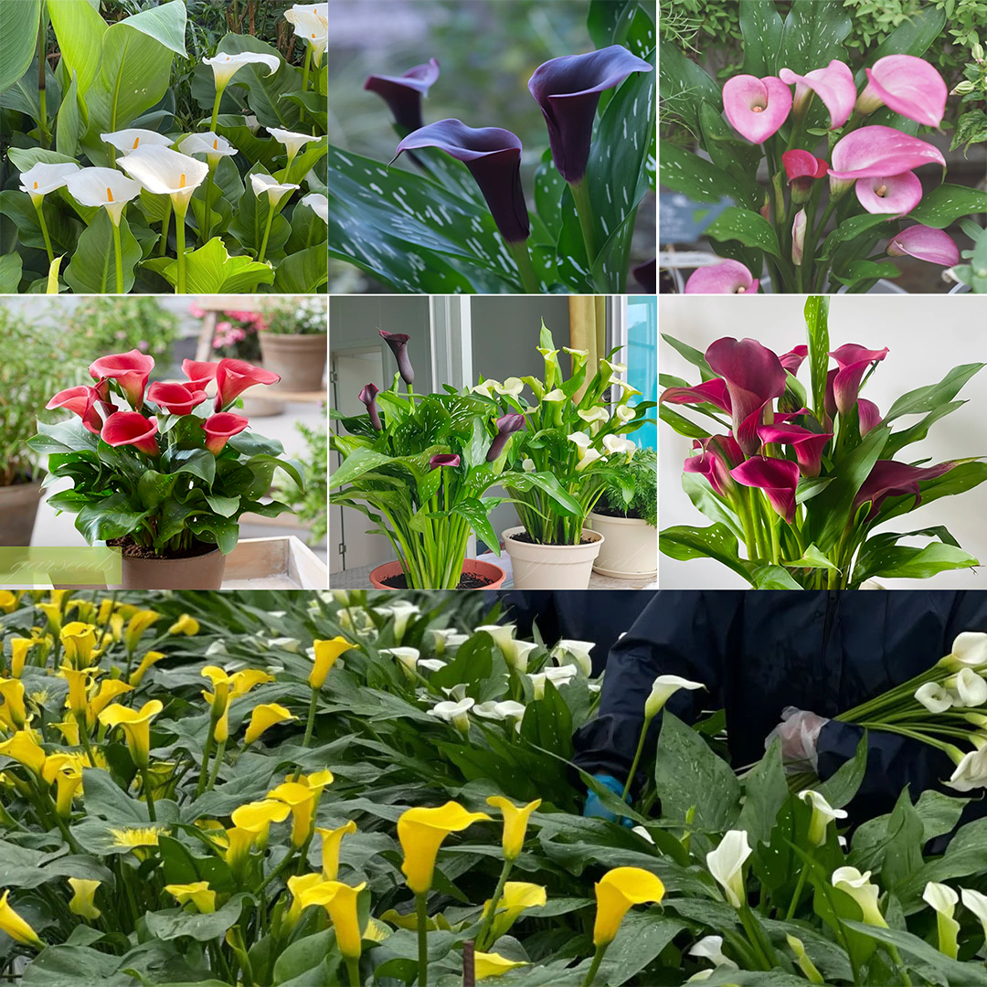 💗Calla Lily Bulbs🌷Blooms of Grace and Prestige