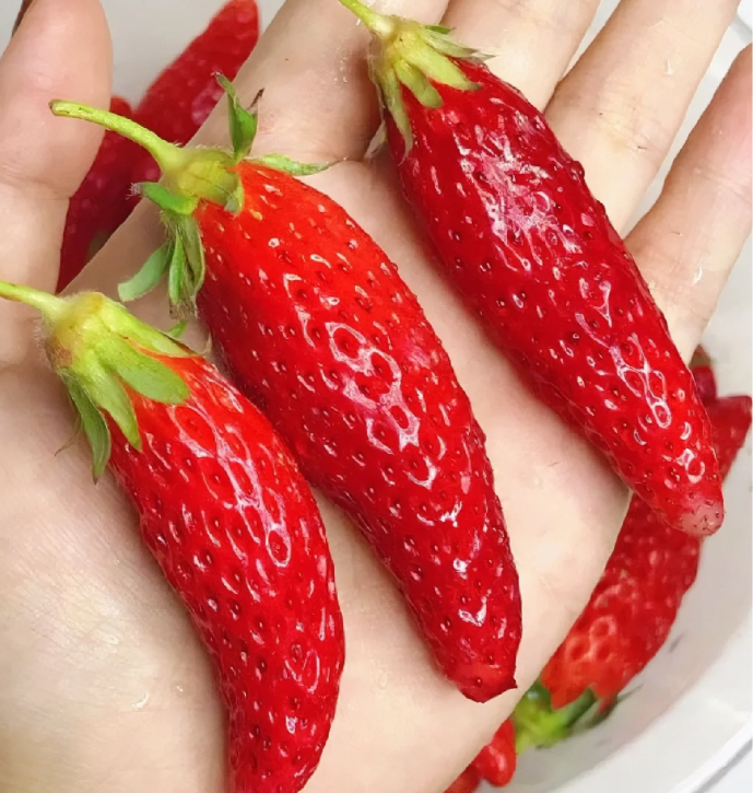 Rare Chili Strawberry Fruits Seeds-unitmotor™