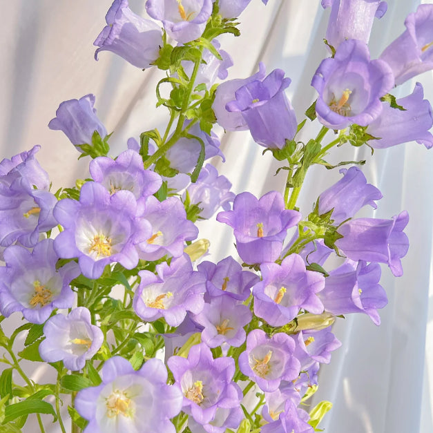 🔔Bellflower Seeds—Spring's Rainbow Romance🌸-unitmotor™