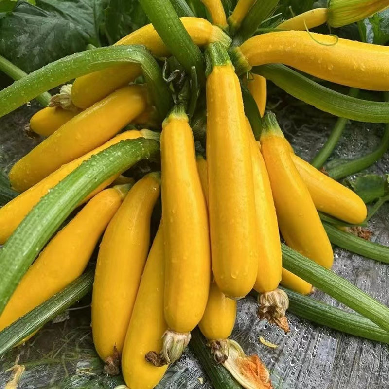 Golden Zucchini Seeds-unitmotor™