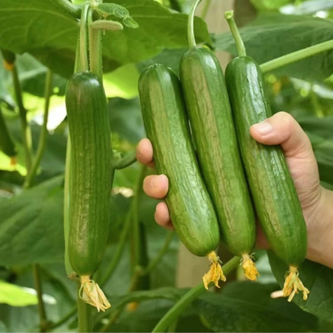 Fruit Cucumber Seeds-unitmotor™