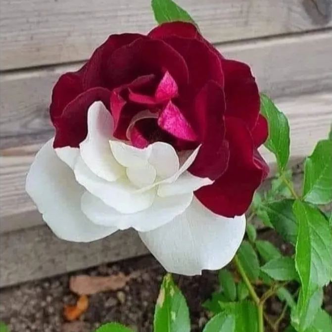 🌹Rare Twin Roses Seeds-unitmotor™