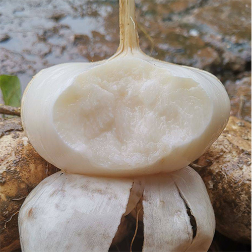 Jicama Pachyrhizus Erosus Seeds-unitmotor™