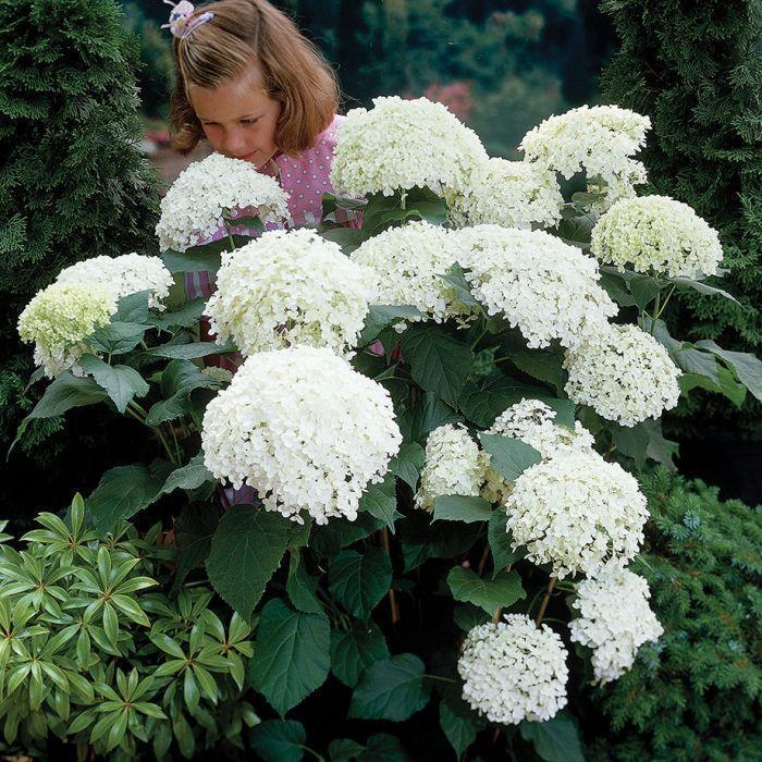 Hydrangea Seed Bonsai Flower Seeds Hydrangea Perennial Garden Home-unitmotor™