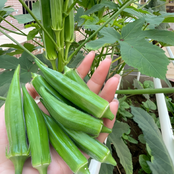 Fruit Okra Seeds-unitmotor™