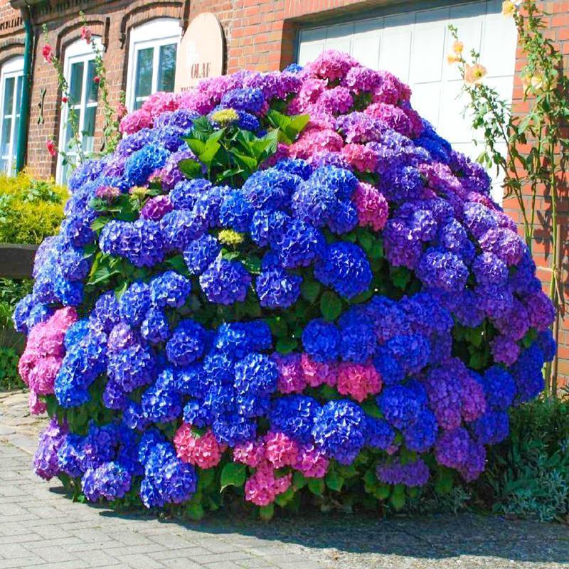 Hydrangea Seed Bonsai Flower Seeds Hydrangea Perennial Garden Home-unitmotor™